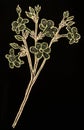 A hand drawn picture of little sepia flowers.