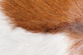 Closeup on a skin cow fur Royalty Free Stock Photo
