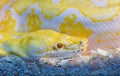 Closeup skin of Gold python Royalty Free Stock Photo
