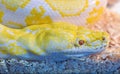 Closeup skin of Gold python Royalty Free Stock Photo