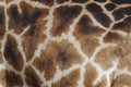 Closeup skin pattern of the Giraffe Royalty Free Stock Photo