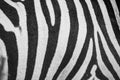 Closeup of the skin of a zebra in the Kruger national park in South Africa