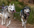 Closeup of sled dogs group, Siberian Huskies pulling a four-wheeled cart in a sled