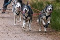 Closeup of sled dogs group, Siberian Huskies pulling a four-wheeled cart in a sled