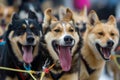 closeup of sled dogs in harness, tongues out, midrace Royalty Free Stock Photo