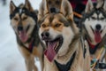 closeup of sled dogs in harness, tongues out, midrace Royalty Free Stock Photo