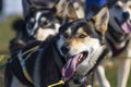 closeup of sled dogs in harness, tongues out, midrace Royalty Free Stock Photo