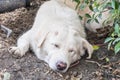 Closeup sleep dirty white dog with lesion at head