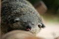 Closeup of a sleeping binturong (Arctictis binturong) in Klungkung, Bali, Indonesia Royalty Free Stock Photo