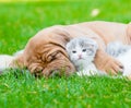 Closeup sleeping Bordeaux puppy dog hugs newborn kitten on green grass