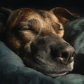 Closeup of a Sleeping Brown Dog on a Dark Background Royalty Free Stock Photo
