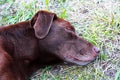 Closeup of a sleeping dog head in the grass Royalty Free Stock Photo