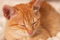 Closeup of sleeping ginger kitten, shallow depth