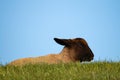 Closeup of a sleeping goat on grass under a blue sky Royalty Free Stock Photo