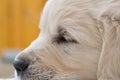 Closeup sleeping golden retriever puppy