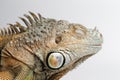 Closeup Sleeping Green Iguana on White Background