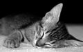 Closeup sleeping kitten on a soft blanket