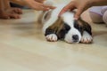 Closeup of sleeping Saint Bernard puppy caressed by children hands