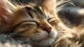 Closeup of a Sleeping Tabby Kitten Basking in Sunlight Royalty Free Stock Photo