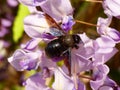 sleeping violet carpenter bee on wisteria flower