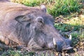 Closeup of a sleeping warthog lying in the grass in Okavango Delta, Botswana Royalty Free Stock Photo