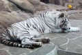 Closeup of sleeping white tiger Royalty Free Stock Photo