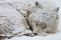 Closeup of a sleepy Alaskan Tundra Wolf covered in the snow in Hokkaido in Japan