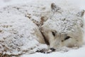 Closeup of a sleepy Alaskan Tundra Wolf covered in the snow in Hokkaido in Japan Royalty Free Stock Photo