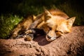 Closeup of Sleepy Red Fox on Ground