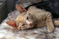 Closeup of a sleepy cat lying on the bed