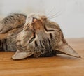 Closeup of a sleepy cat taking a nap. Face of a cute kitten falling asleep during the day. Tired and lazy domestic kitty Royalty Free Stock Photo