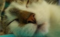 closeup sleepy catface Royalty Free Stock Photo