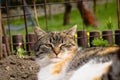 Closeup of a sleepy domestic cat squinting at who woke her. Feline with a colored head sleeps on the dirt in a flowerbed