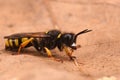 Closeup on a slender bodied square-headed digger wasp, Crabro cribrarius, sitting on a dried leaf