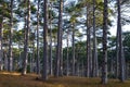 Slender pine tree forest