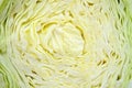 Closeup of sliced cabbage