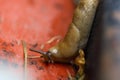 Closeup of a slimy slug in the blurred background Royalty Free Stock Photo