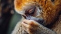 Closeup of a slow loris grooming its fluffy brown fur with meticulous slowness pausing occasionally to scratch its long