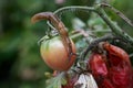 A closeup of a slug on a fresh garden tomato. Royalty Free Stock Photo