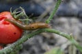 A closeup of a slug on a fresh garden tomato. Royalty Free Stock Photo