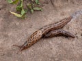 Two of Leopard slugs on a garden path