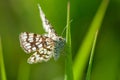 Closeup small alpine brown white hairy butterfly on a green blade of grass Royalty Free Stock Photo