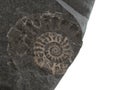 Closeup of small ammonite prehistoric fossil on stone. Found on Jurassic Coast, near Lyme Bay, UK. Archeology Royalty Free Stock Photo