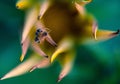 Closeup of a small ant on a blurred yellow flower and green background Royalty Free Stock Photo