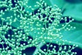 Closeup small autumn flowers. Sedum prominent Sedum spectabile Royalty Free Stock Photo
