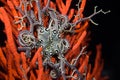 Basket Star attached to an orange sea fan Royalty Free Stock Photo