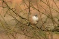 Closeup of a small Bearded Tit Reedling bird perched on a thin tree branch with blur background