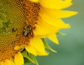 Closeup of a small bee on a sunflower Royalty Free Stock Photo