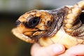 Closeup of small black baby turtle held by human hands at Koggala sea turtle farm and hatchery, Sri Lanka Royalty Free Stock Photo