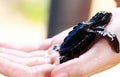 Closeup of small black baby turtle held by human hands at Koggala sea turtle farm and hatchery, Sri Lanka Royalty Free Stock Photo